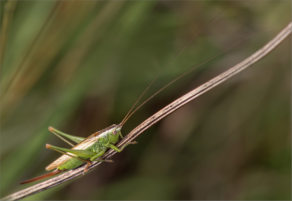 Cricket - Jill Sullivan